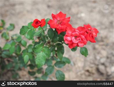 red rose flower selective focus. red rose perennial shrub (genus Rosa) flower bloom selective focus blurred background