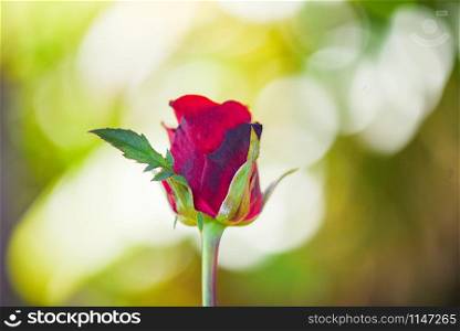Red rose flower Valentines day nature background for lover concept - bud rose fresh