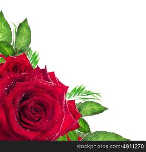 Red rose flower with green leaves on white background, corner border