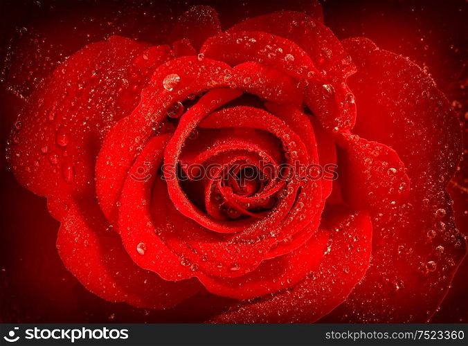 Red rose flower with water drops