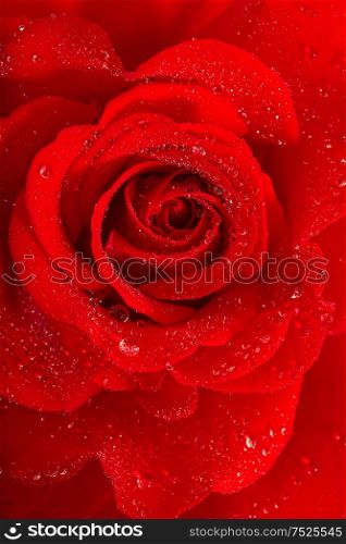 Red rose flower with water drops. Holidays greetings card concept. Selective focus.