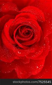 Red rose flower with water drops. Holidays greetings card concept. Selective focus.