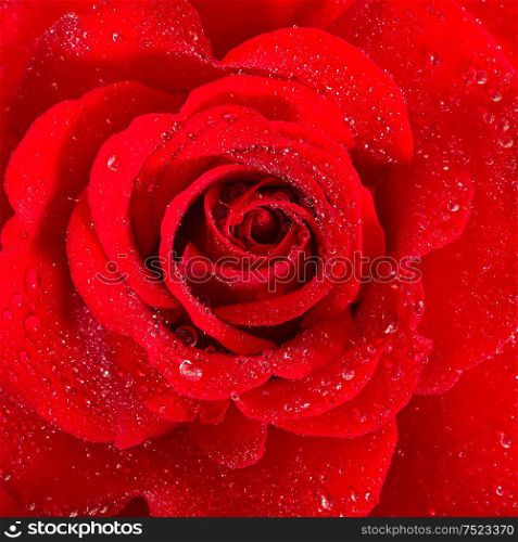 Red Rose. Flower with water drops. Macro