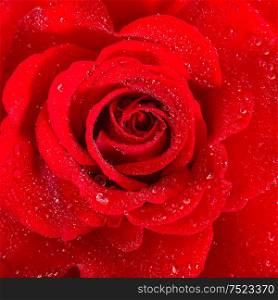 Red Rose. Flower with water drops. Macro