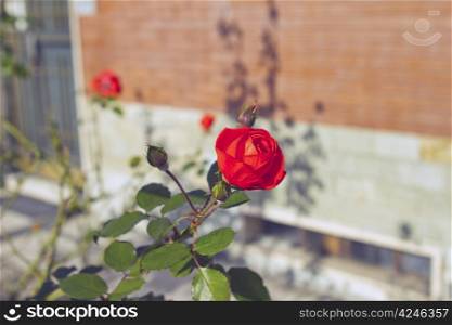Red rose growing up in a house garden
