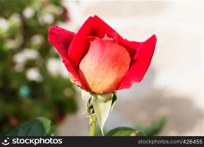Red rose in a garden during spring