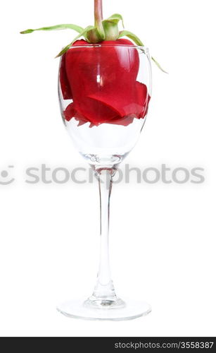 Red Rose in a glass goblet on a white background