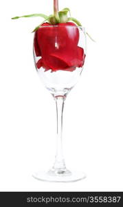 Red Rose in a glass goblet on a white background