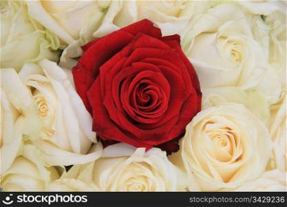 Red rose in a group of ivory white roses, part of bridal flower arrangement
