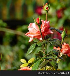 Red rose in flower bed. Focus on flower. Blurred background