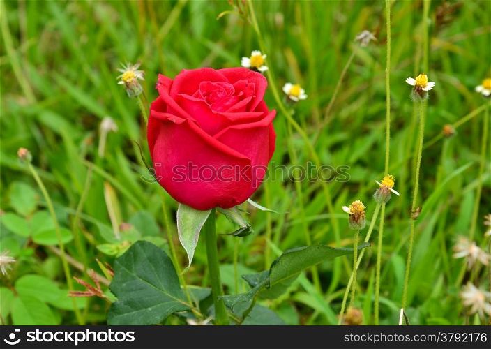 Red Rose In Garden