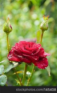 Red rose in garden on blurry green background. Copy space with natural background. Beautiful flower of rose. Flower for holidays. Copy spase for text. Red rose in garden on blurry green background. Copy space