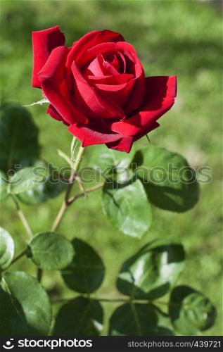 Red rose in garden on green blured background