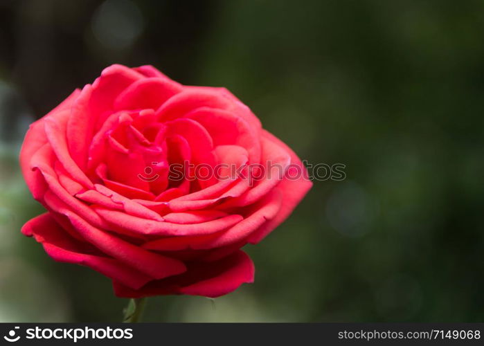 red rose in the garden on unfocused dark background