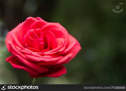 red rose in the garden on unfocused dark background