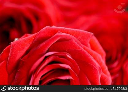 red rose in water drops macro close up