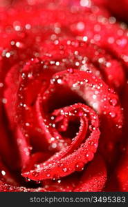 red rose in water drops macro close up