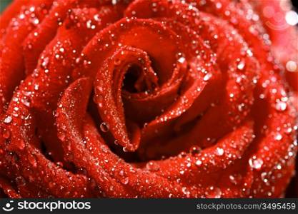 red rose in water drops macro close up