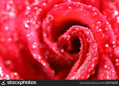 red rose in water drops macro close up