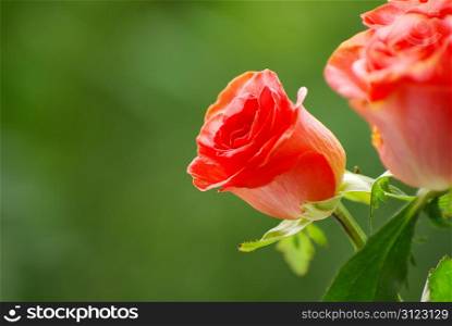red rose isolated on a green background