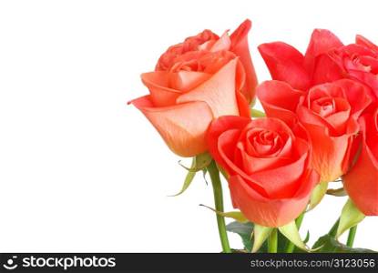 red rose isolated on a white background