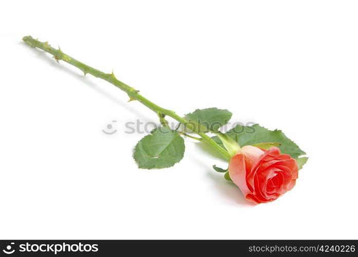 red rose isolated on a white background