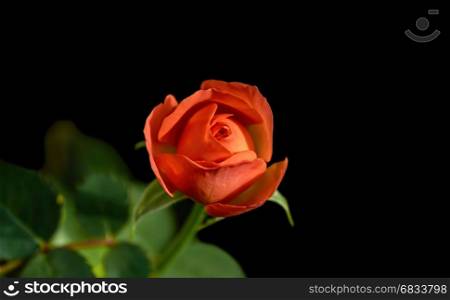 Red rose isolated on the black background.