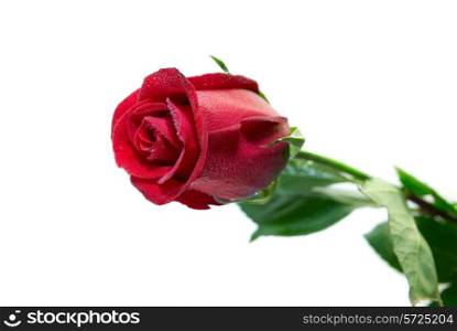 Red rose isolated on the white background
