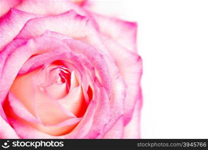 red rose isolated on white background&#xA;&#xA;