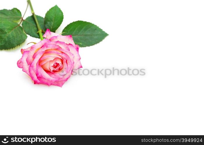 red rose isolated on white background&#xA;&#xA;