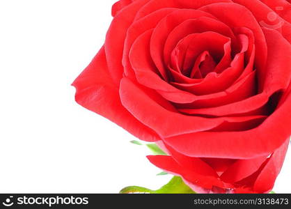 Red rose isolated over white