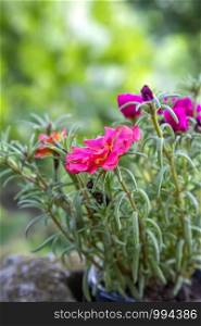 Red Rose Moss in the garden Portulaca grandiflora Green Leaves. Copy space