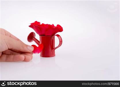 Red rose near a watering can on a white background
