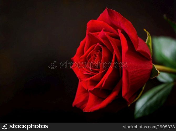 Red rose on a black background.