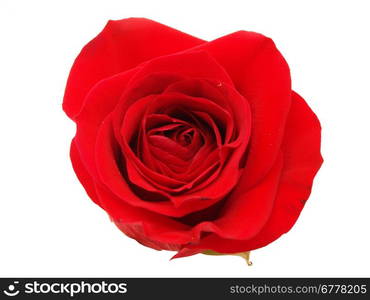 Red rose on a white background