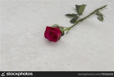 red rose on concrete floor for marriage proposal