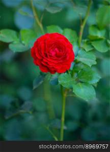 Red rose on green background.