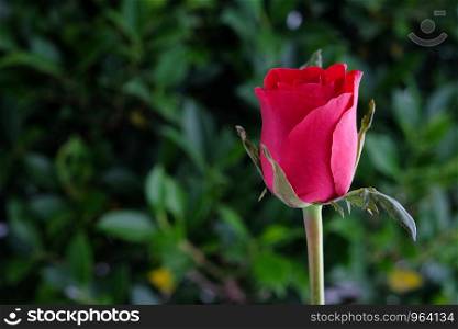 Red rose on green tree background, love symbol, valentine's day concept