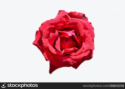 red rose on white background