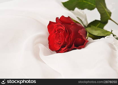 red rose on white silk isolated