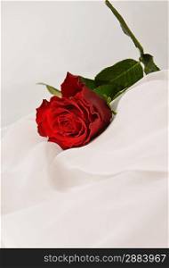 red rose on white silk isolated