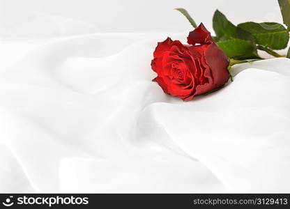 red rose on white silk isolated