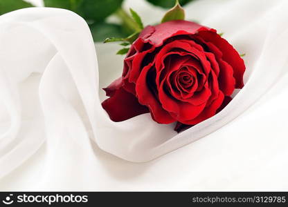 red rose on white silk isolated