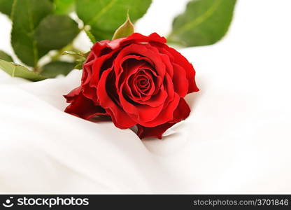 red rose on white silk isolated