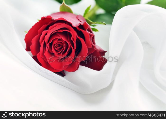 red rose on white silk isolated