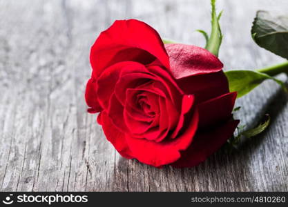 Red rose on wood. Red rose lying on a wooden table close up