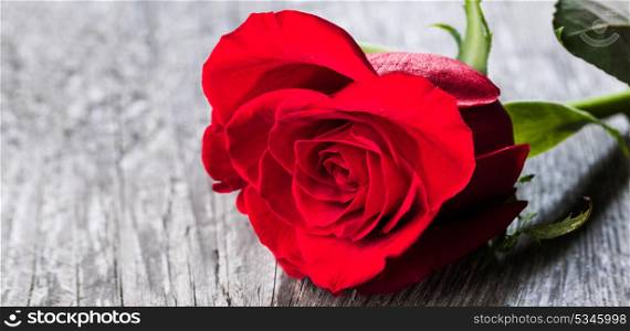 Red rose on wood. Red rose lying on a wooden table close up