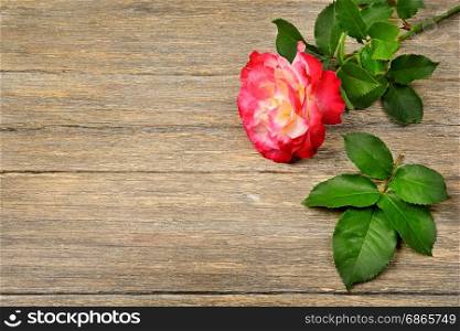 Red rose on wooden background. Top view.