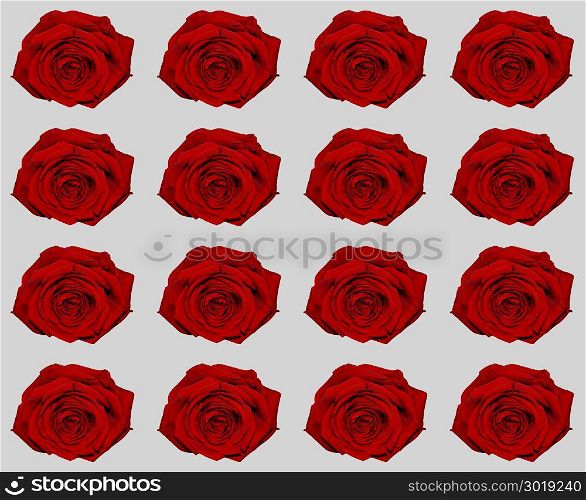 red rose over grey pattern. red roses pattern over grey useful as a background
