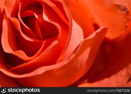 Red rose petals flower covers whole screen vivid colors background. Red rose flower cover whole screen